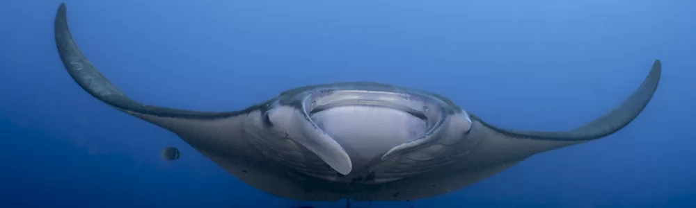 manta ray in Nusa Penida