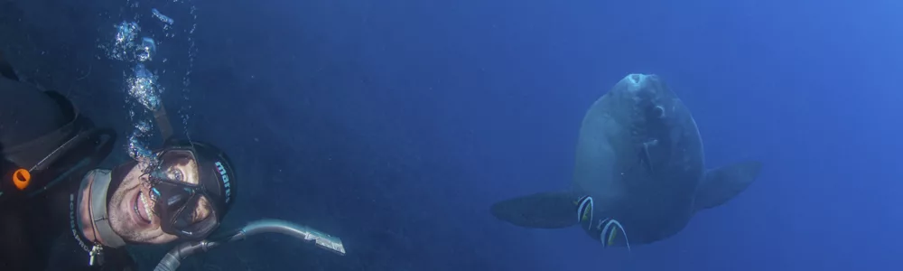 Mola mola