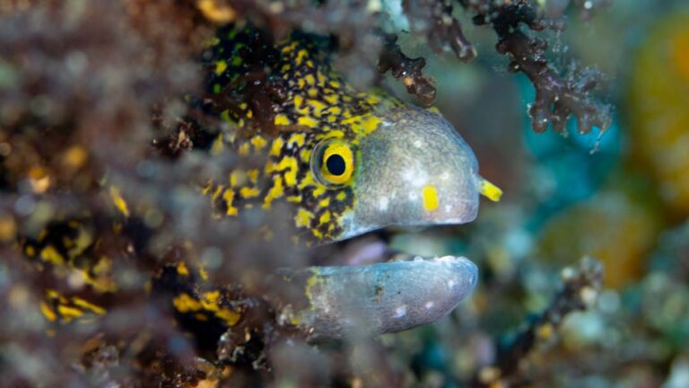 Plongée Pyramide Amed