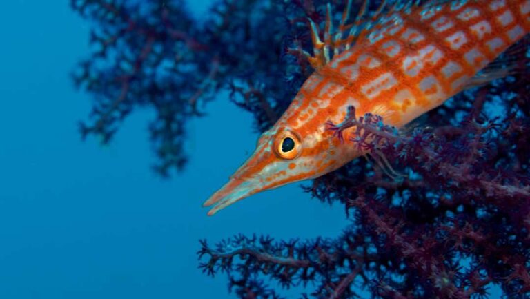 Plongée mur de Tulamben