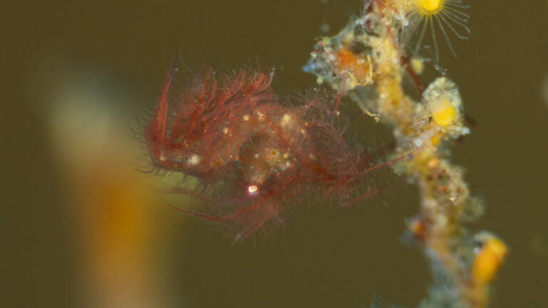 Plongée Batu Niti Tulamben