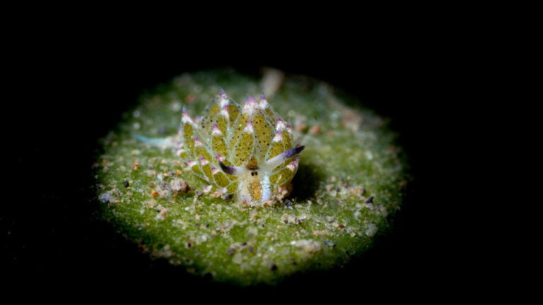 Plongée Amed secret