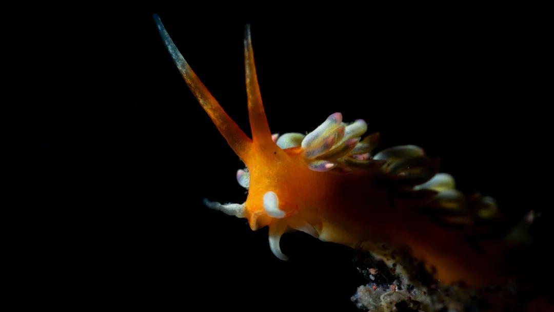 Diving Batu Kelebit