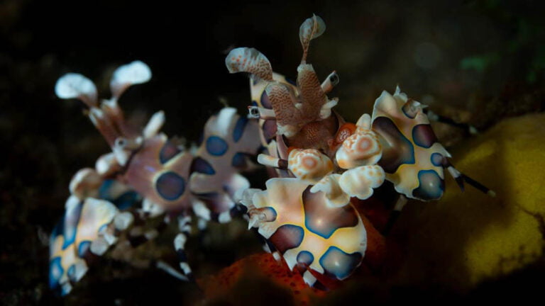 Plongée Jalan Melasti