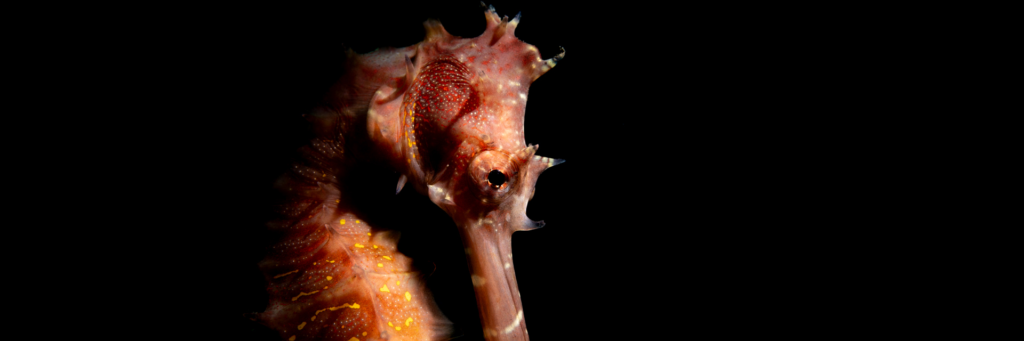 SPECIALITE PHOTOGRAPHIE SOUS-MARINE