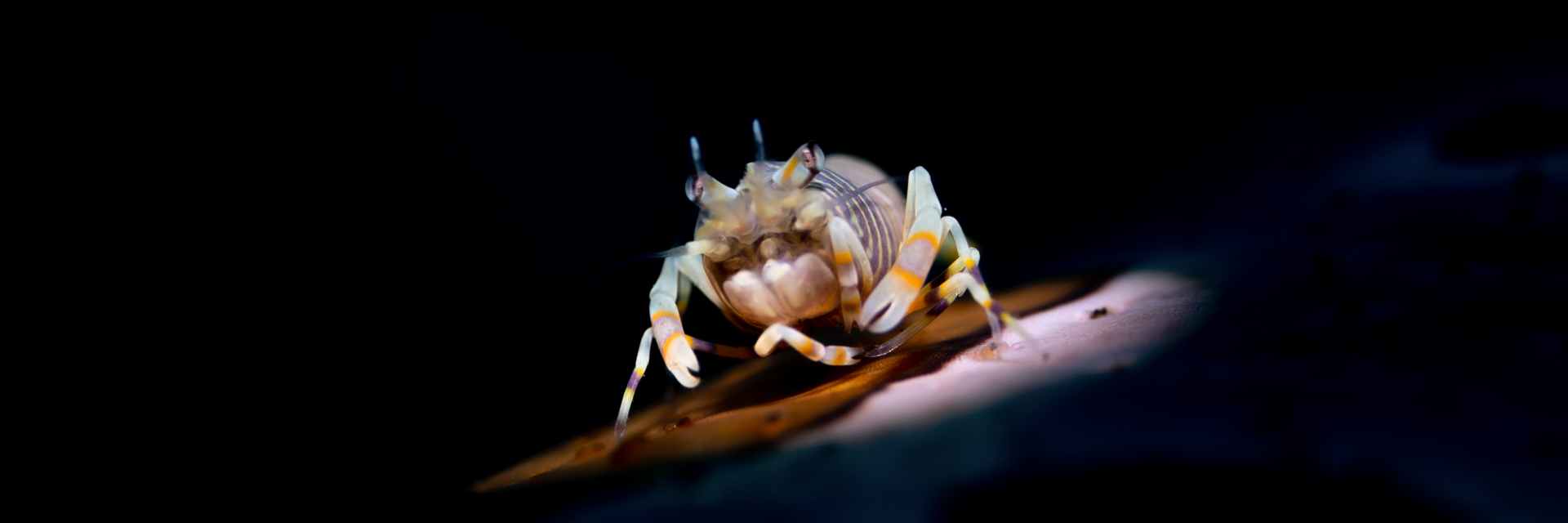 Safari Diving Bali, 10 days, 9 nights, 16 (18) dives