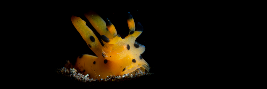 Pikachu in Batu Niti