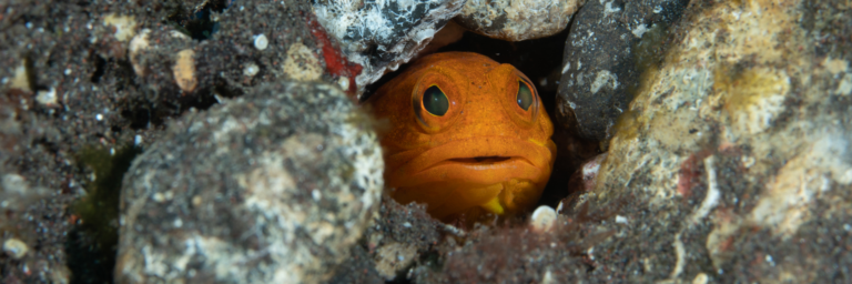 SAFARI PLONGÉE BALI