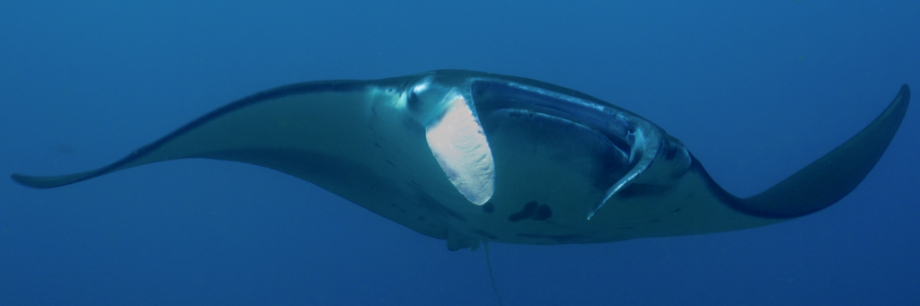 Diving Manta point