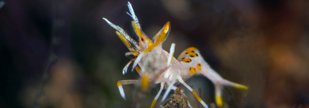 Diving Seraya secret