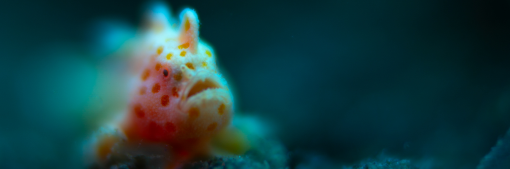 Plongée Jalan Melasti