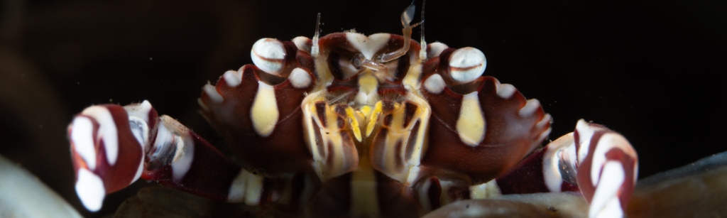 Plongée mur de Tulamben