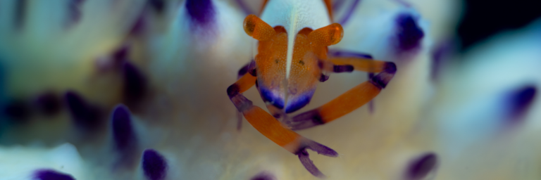 Safari plongée 12 jours