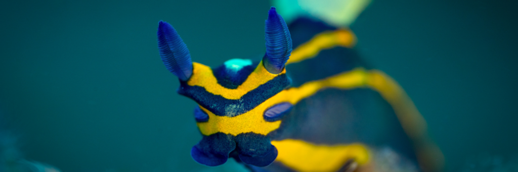 Plongée Batu Kelebit