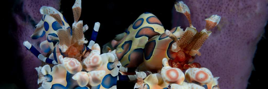 Plongée Seraya secret