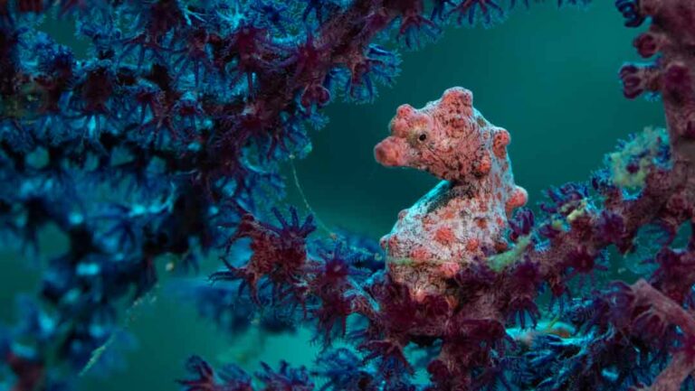 Diving Japanese wreck