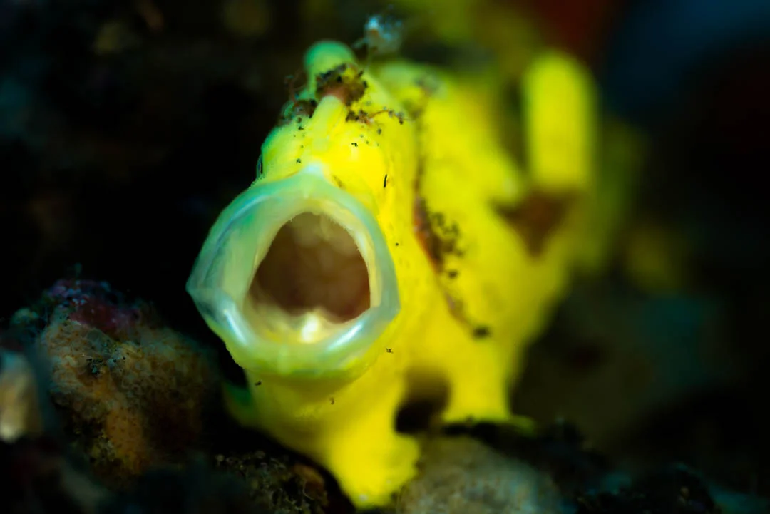 Diving Amed Secret