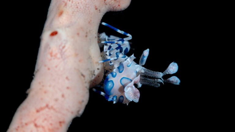 Diving Seraya secret