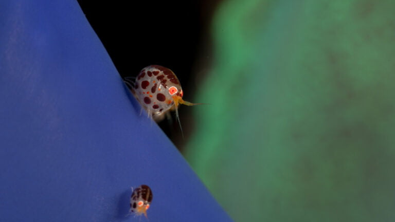 Diving Segara
