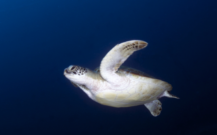 Diving Pyramid
