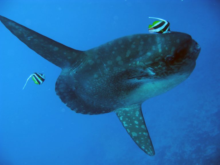 Lire la suite à propos de l’article 